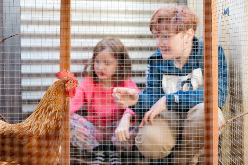Children feeding chicken